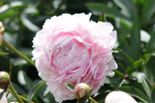 Load image into Gallery viewer, Peony Roots For Sale 🌸 Pick up Only No Shipping