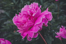 Load image into Gallery viewer, Peony Roots For Sale! *TBD PICK-UP in September*

