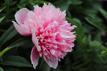 Load image into Gallery viewer, Peony Roots For Sale! *TBD PICK-UP in September*
